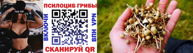 Галлюциногенные грибы Psilocybine cubensis Чайковский