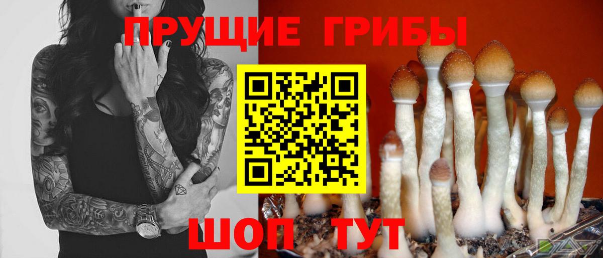 Галлюциногенные грибы Psilocybe  Псилоцибиновые грибы Cubensis  Чайковский 